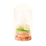 Figurina din piatra naturala semipretioasa Ochi de tigru in forma de ciuperca in mini terrarium 5 cm din sticla